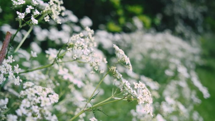 晚春时节的白花——特写，焦外散景