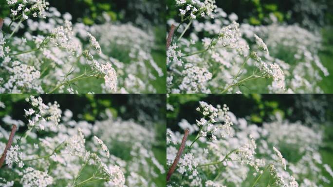 晚春时节的白花——特写，焦外散景