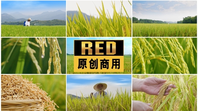 农业水稻秋收粮食生产农民丰收