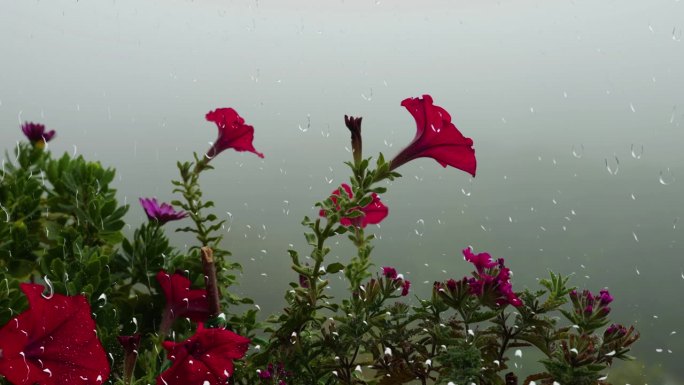 牵牛花在晨雾的背景下透过窗户上的雨滴。窗外的雨和玻璃上的水滴。