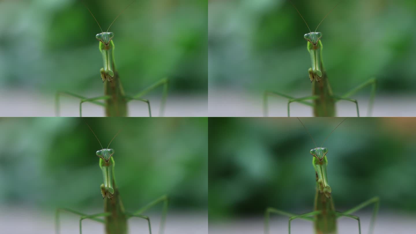 螳螂 昆虫螳螂吃草绿色生态
