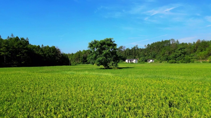 乡村稻田   一颗树