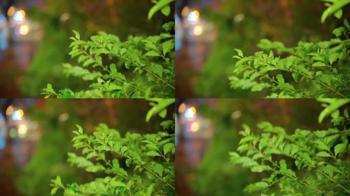 雨夜城市情绪氛围感植物空镜