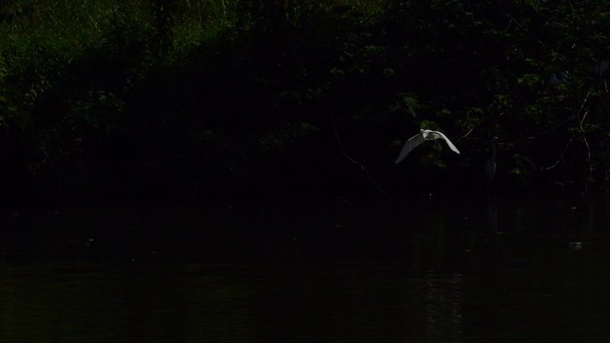 湖面飞翔的鹭鸟