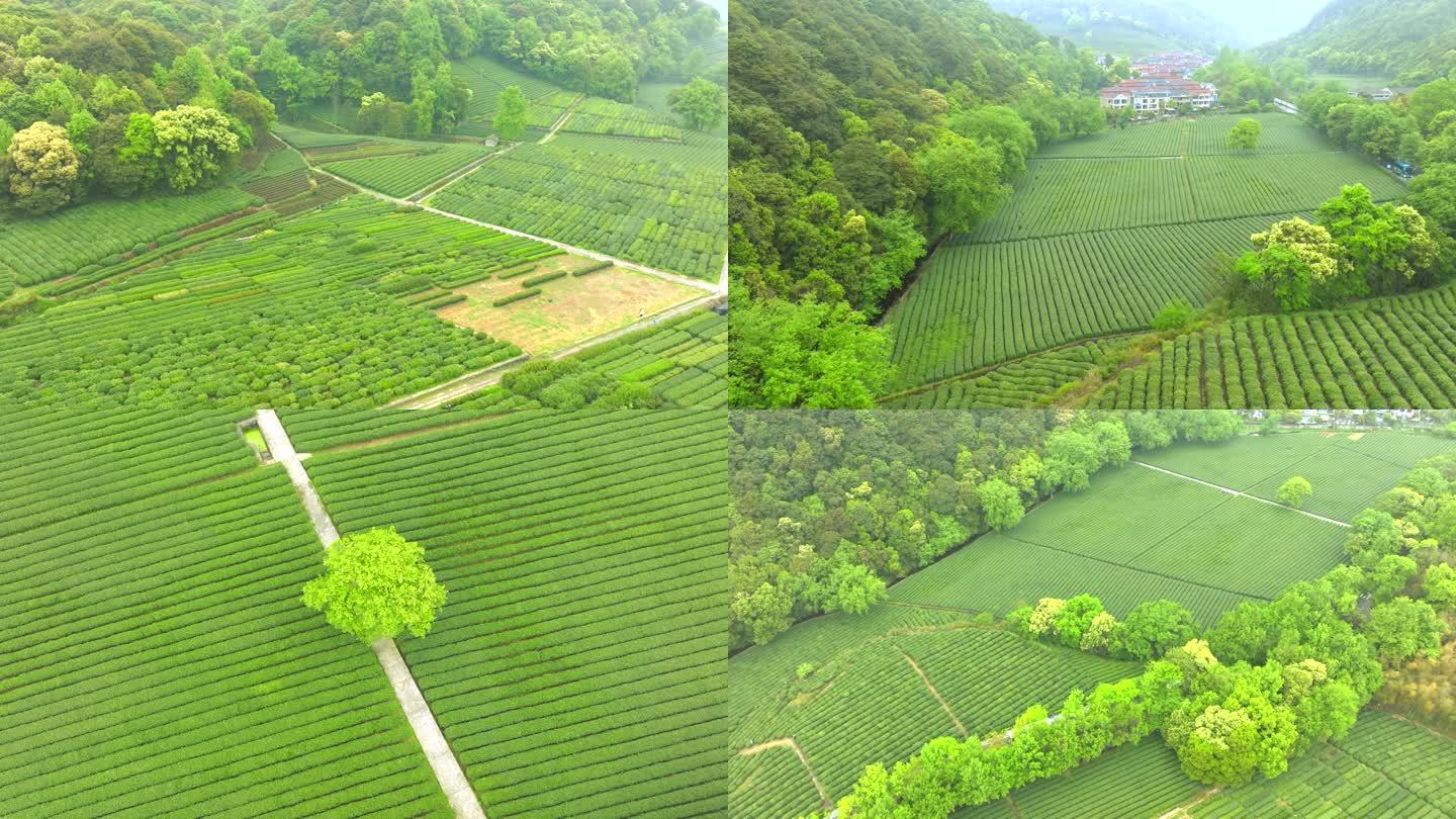 杭州茶园云栖竹径航拍茶山