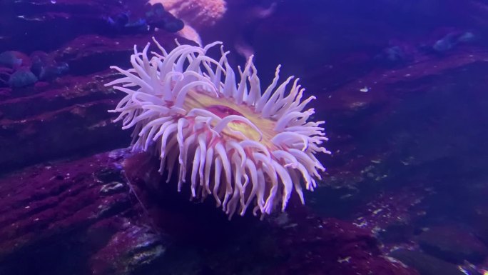 海洋珊瑚在水下移动得很漂亮