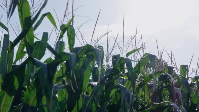 玉米田农场的玉米秸秆顶部，跟踪拍摄
