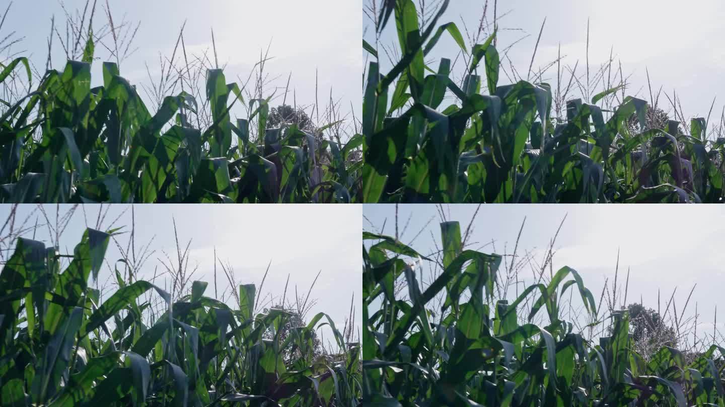 玉米田农场的玉米秸秆顶部，跟踪拍摄