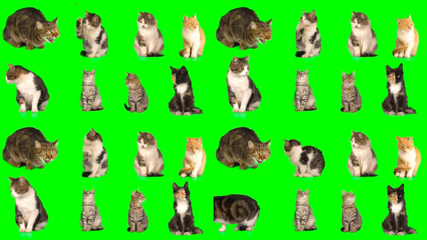 Cat设置隔离屏宠物猫绿幕抠像