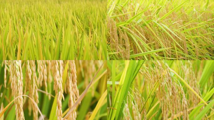 丰收的稻谷