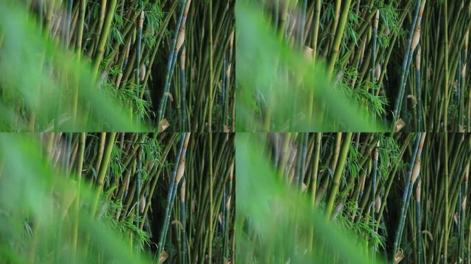竹林竹叶竹子植物小清新空镜素材生态环境