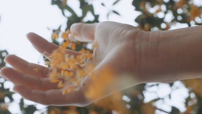 桂花花朵冲击屏幕素材