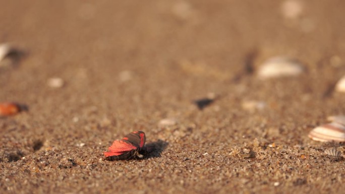 一只死蛾躺在沙滩上