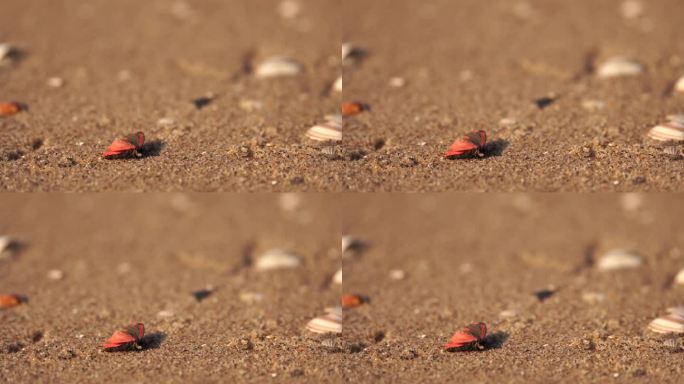 一只死蛾躺在沙滩上
