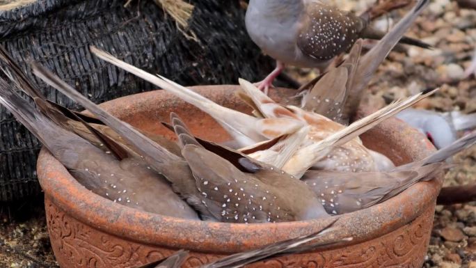 一群钻石鸽子在木制托盘上进食。
