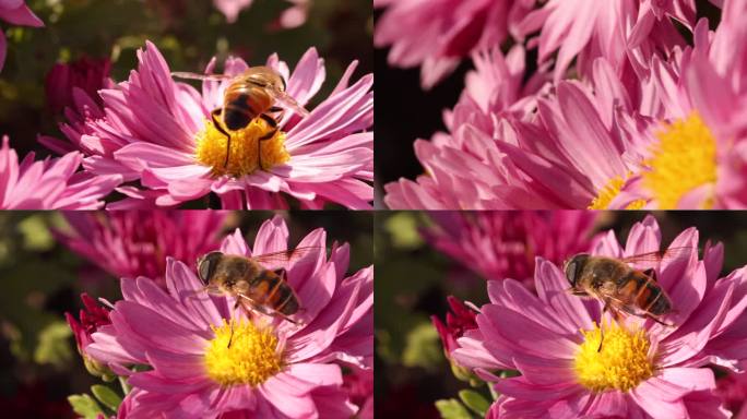 花与蜜蜂 23