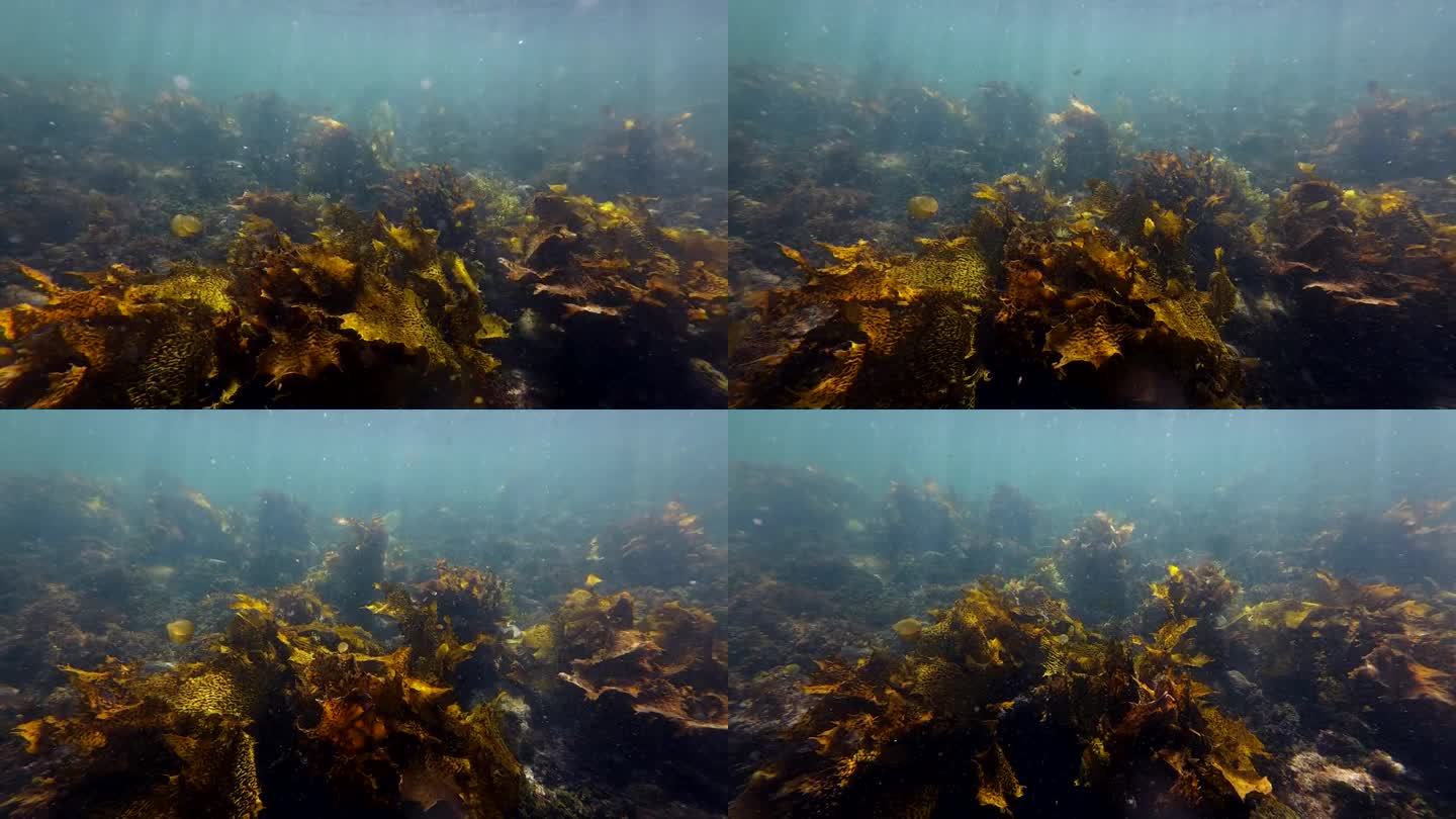 海藻景观深海区世界