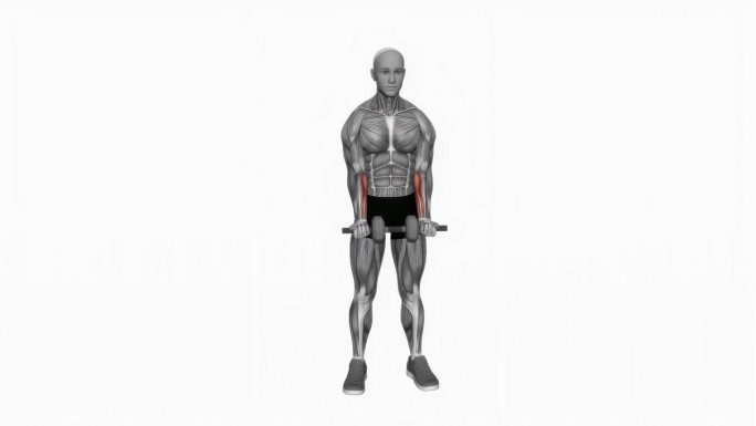 哑铃站立腕部弯曲健身运动锻炼动画男性肌肉突出演示4K分辨率60 fps