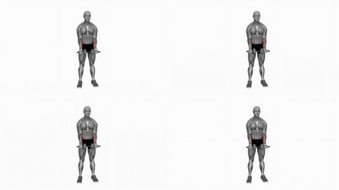 哑铃站立腕部弯曲健身运动锻炼动画男性肌肉突出演示4K分辨率60 fps