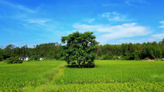乡村稻田   一颗树
