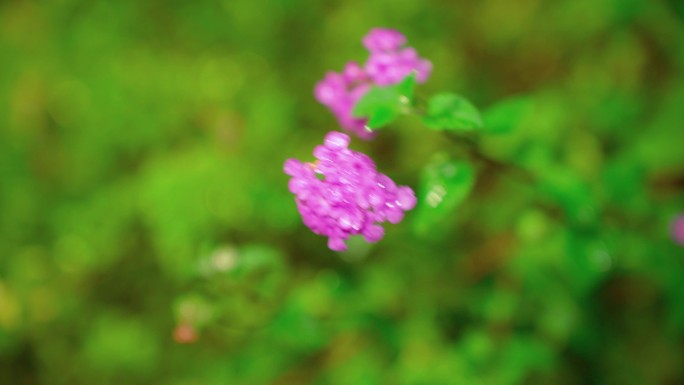 雨夜城市情绪氛围感植物空镜