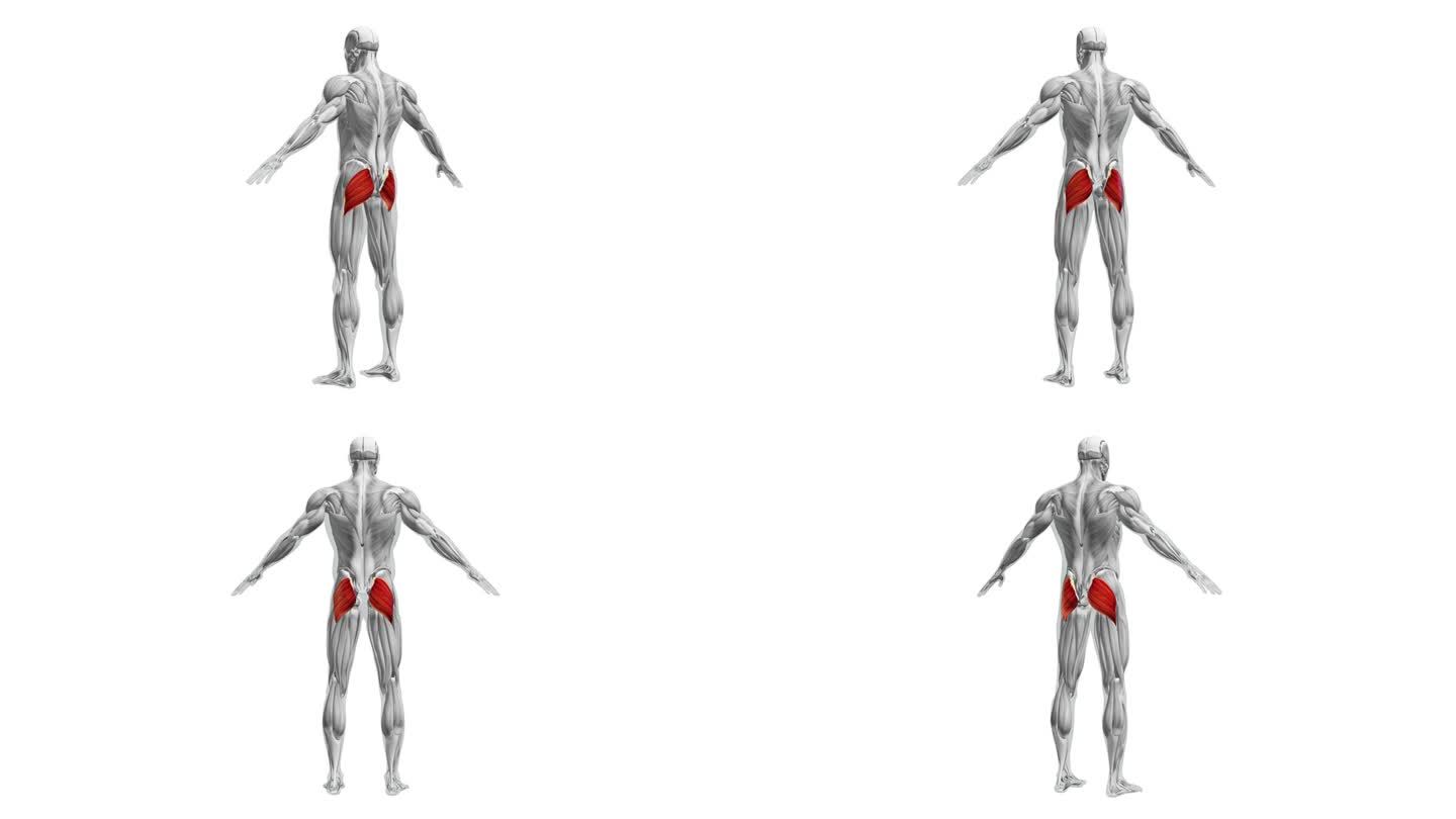臀大肌解剖医学教学素材男人肌肉