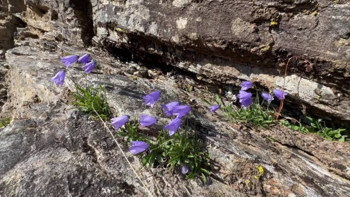 普通的风铃草或苏格兰风铃草(Campanula rotundifolia)在格陵兰岛的丹麦岛上的岩石