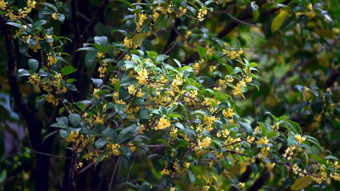 雨中的桂花树