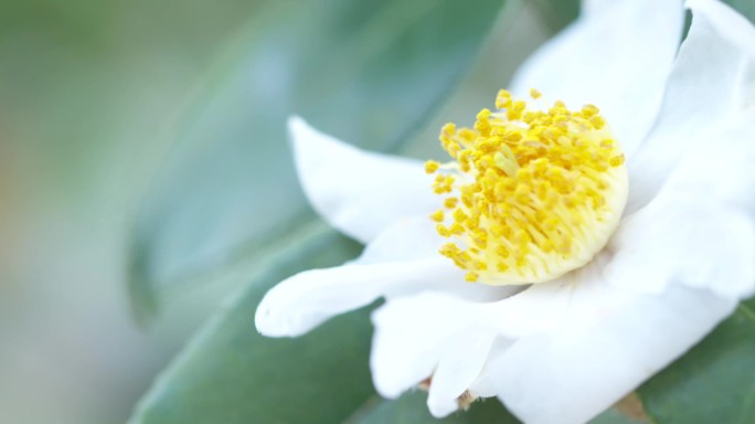 油茶花 白色茶花 花蕊绽放