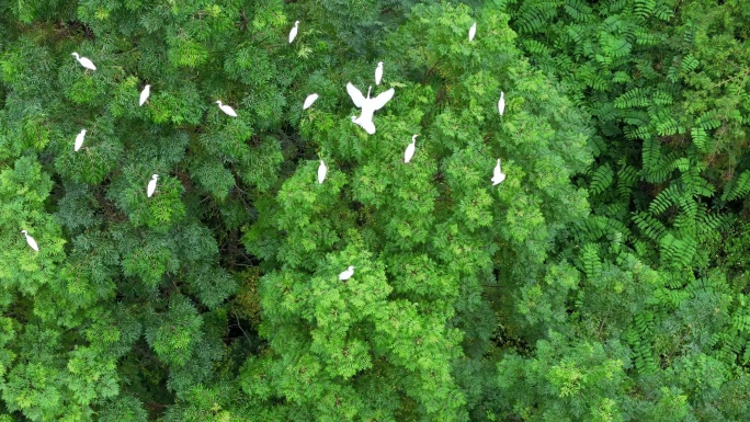 白鹭停在枝头湿地公园野外绿树