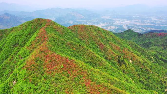 航拍映山红