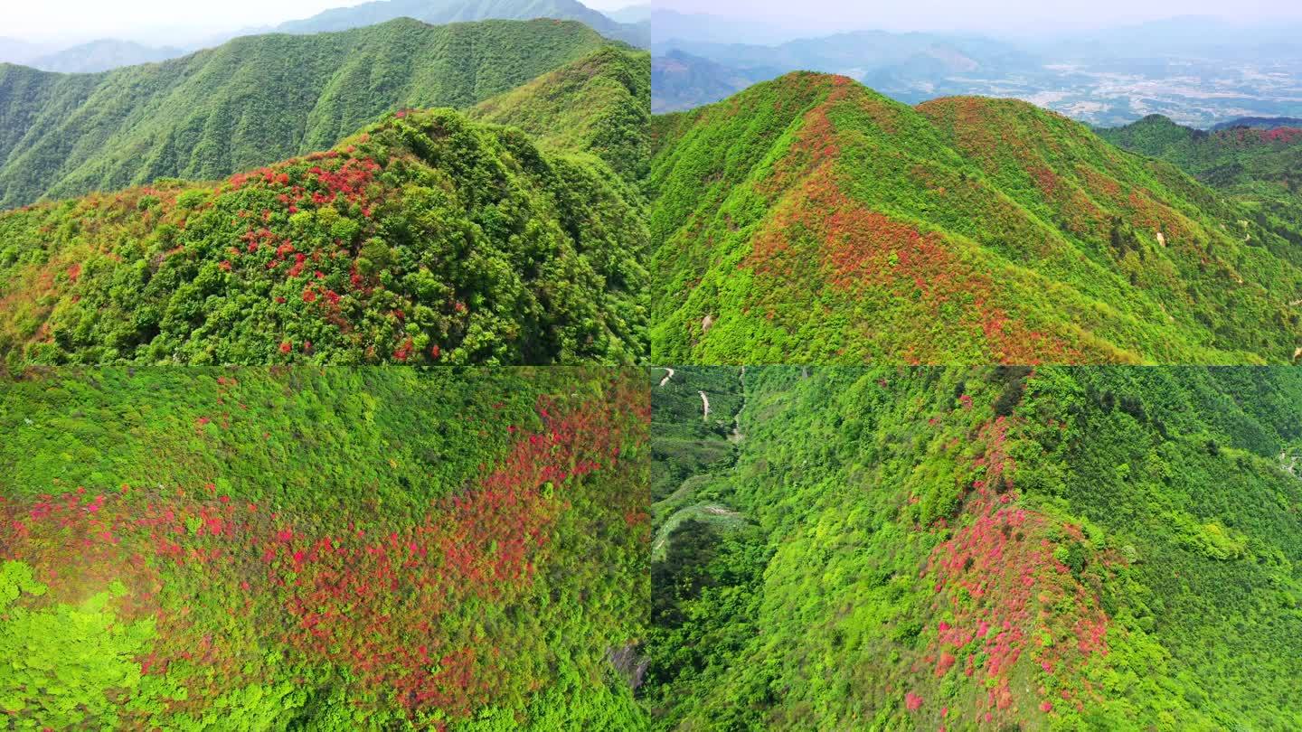 航拍映山红