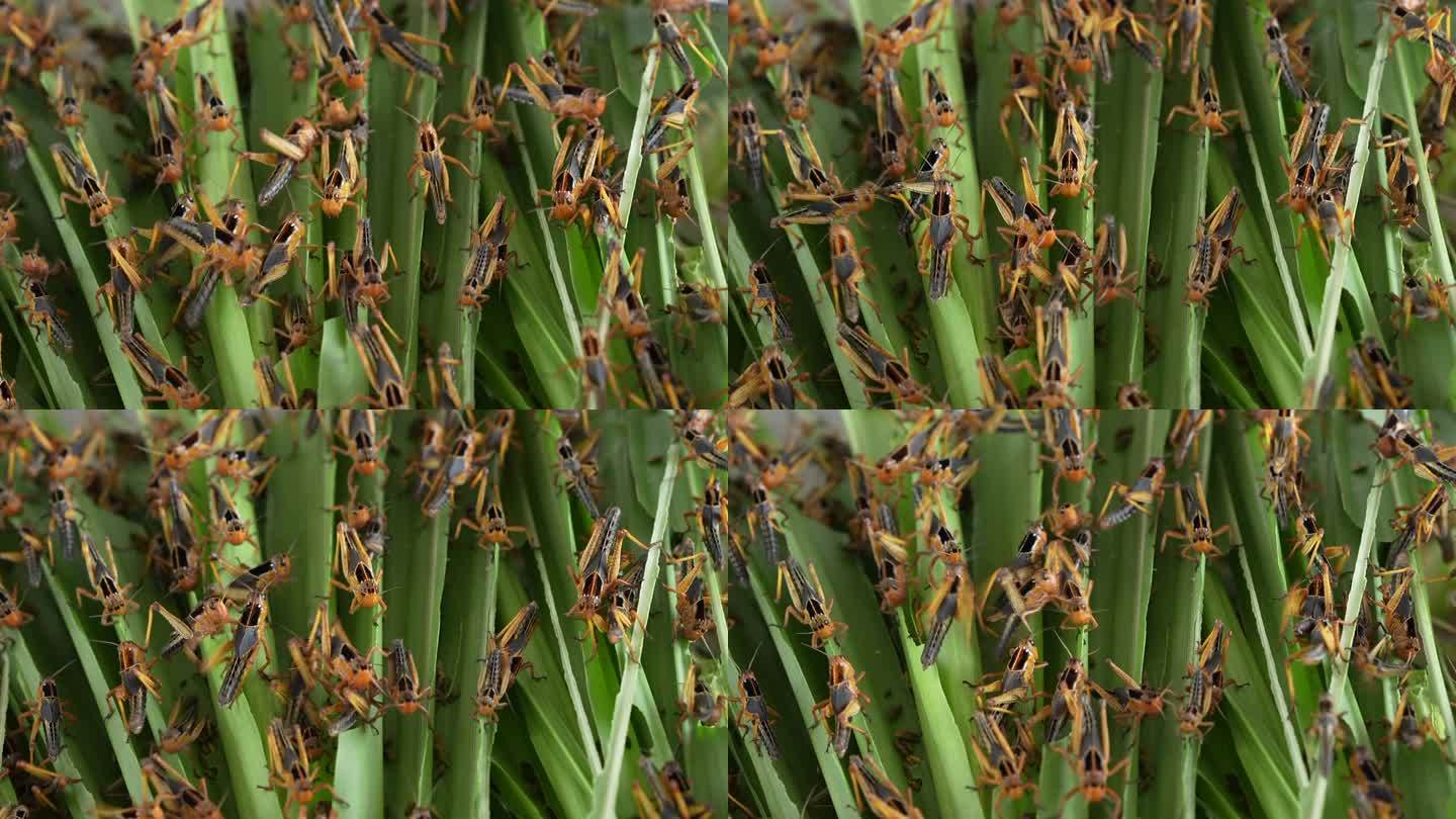许多蝗虫正在吃和生长。