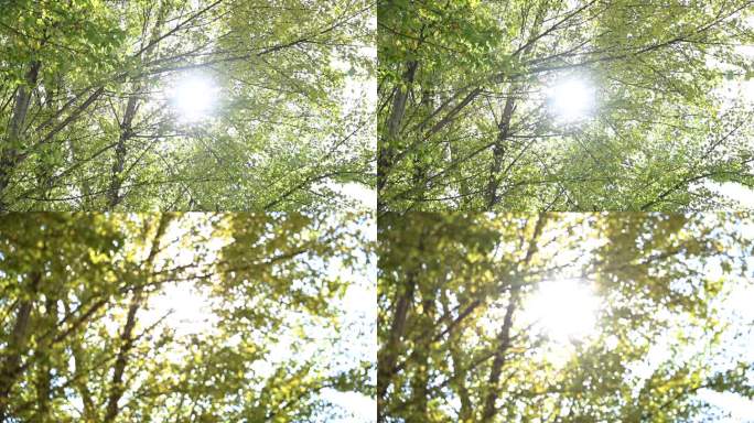 秋季午后阳光唯美光芒树林慢动作