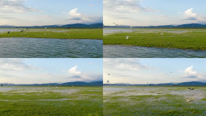 蒙自市长桥海湿地公园 候鸟航拍