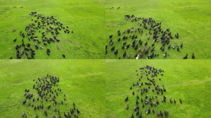 牦牛群在草原上奔跑