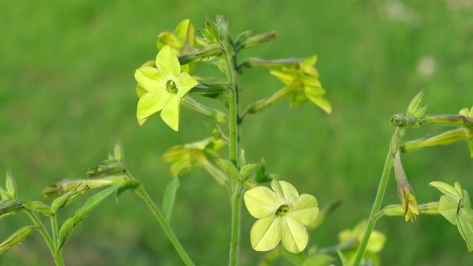 在花园里生长的烟叶青柠花。盛开的香烟叶。茉莉花，甜甜的，有翼的烟草，檀香山波斯开花。聚光灯下的颜色。