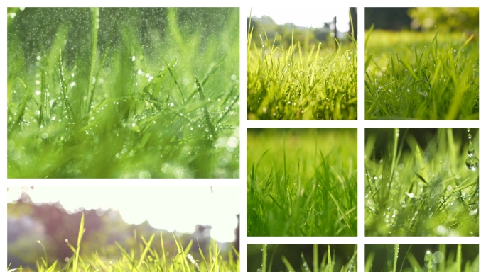 春天小草发芽雨水光影小草露珠麦苗晨光露水