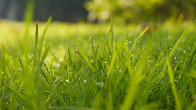 春天小草发芽雨水光影小草露珠麦苗晨光露水