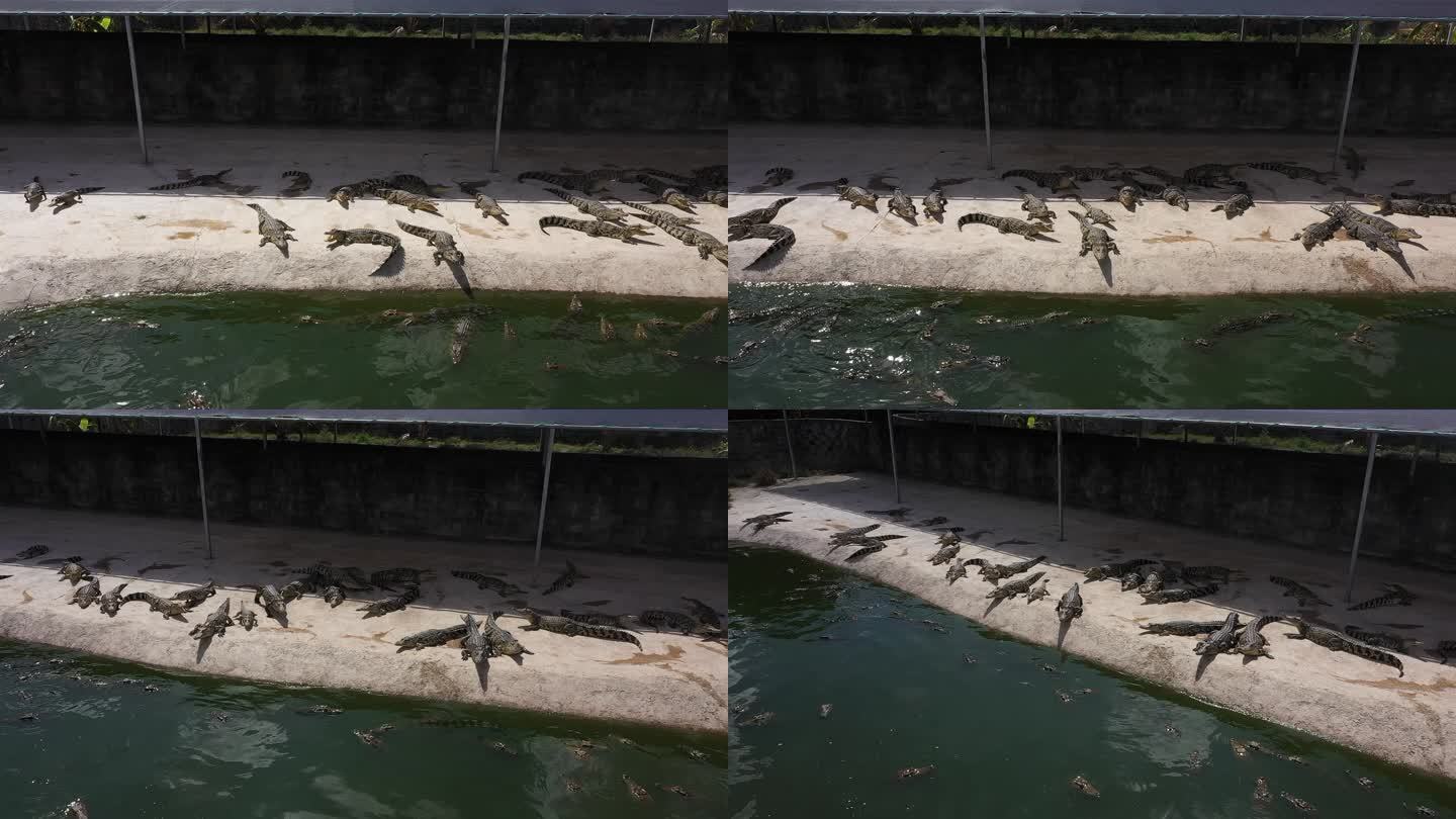 鳄鱼养殖 鳄鱼 养殖基地航拍
