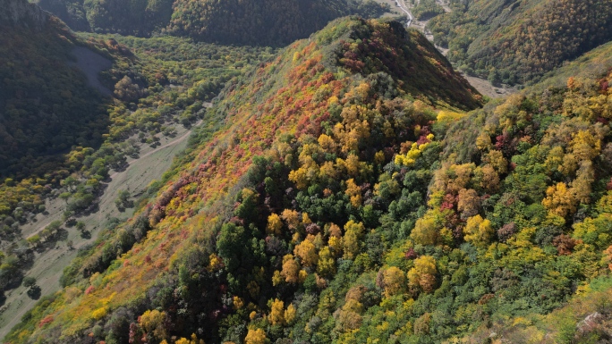 张家口老掌沟大山秋色秋天落叶黄叶