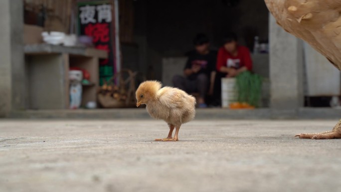 乡下的母鸡和小鸡的悠闲时光