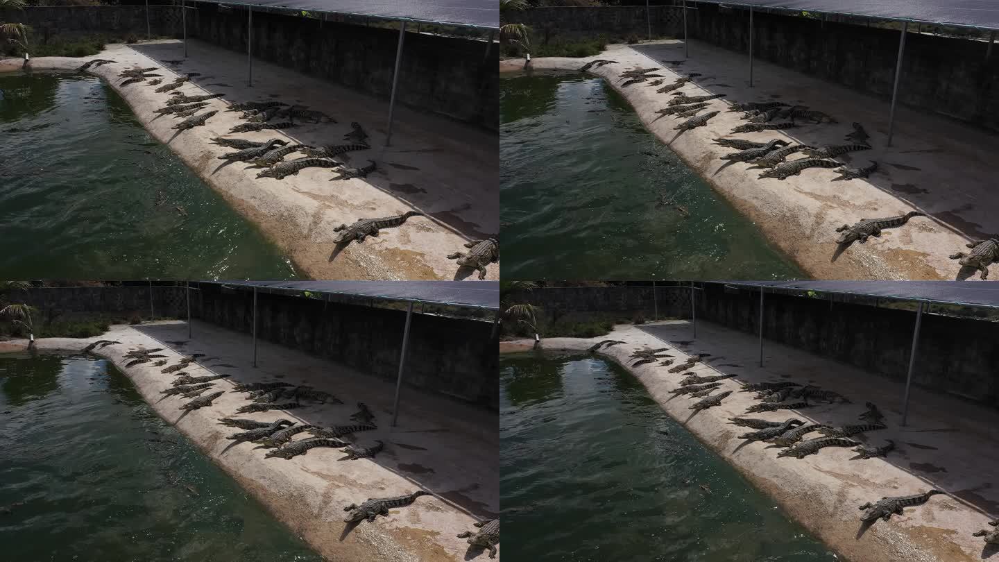 鳄鱼养殖 鳄鱼 养殖基地航拍
