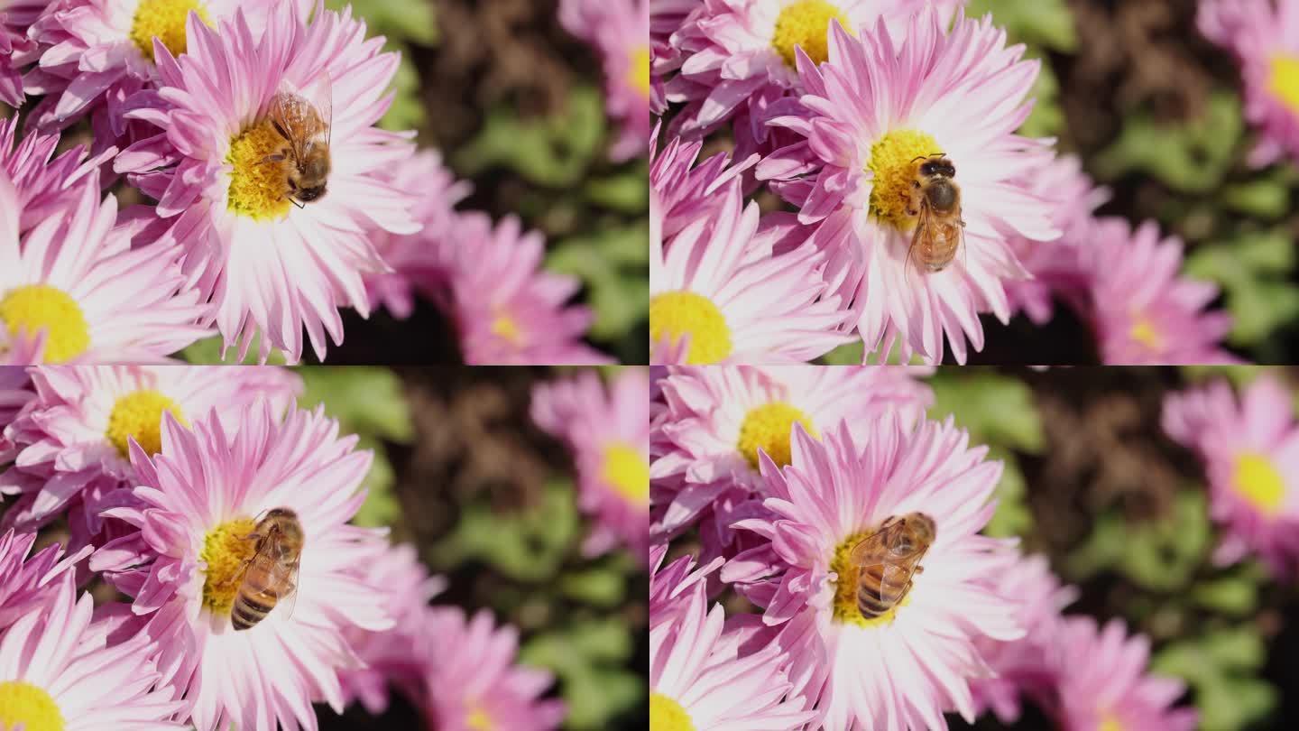 花与蜜蜂016