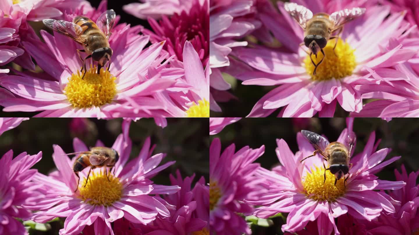 花与蜜蜂007