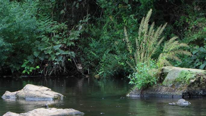 小溪流水冲刷石头生态环境