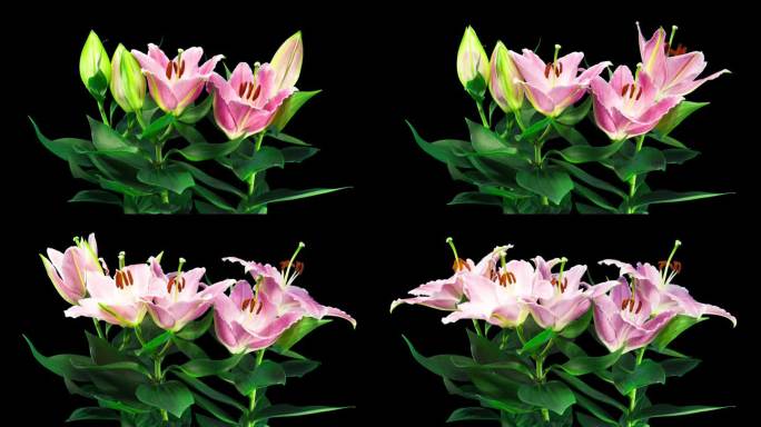 粉红色百合盛开的时间推移上的叶子和黑色背景。香花在时间间隔中打开花瓣。盛开的植物温柔的视频从开花到枯