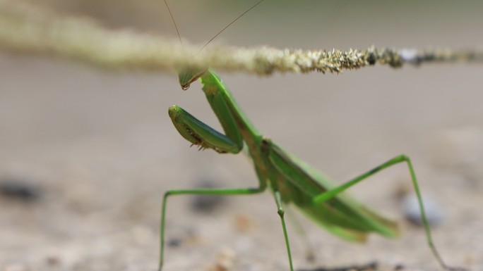 昆虫螳螂刀螂绿色昆虫生态环境