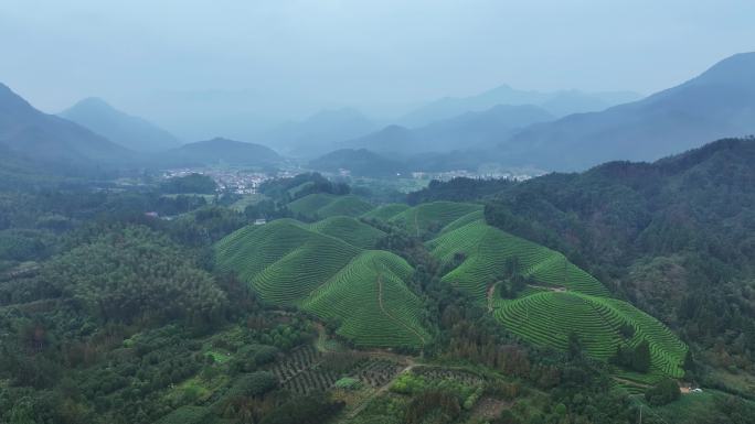 航拍浙江金华沙畈南山茶园