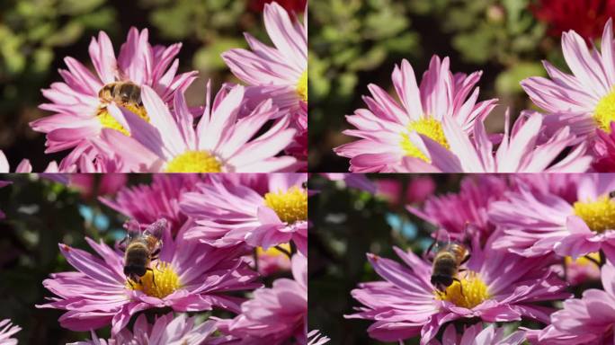 花与蜜蜂014